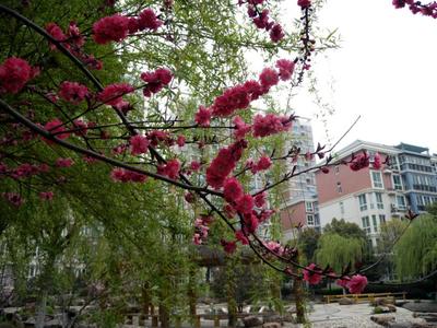 栖霞雅居6