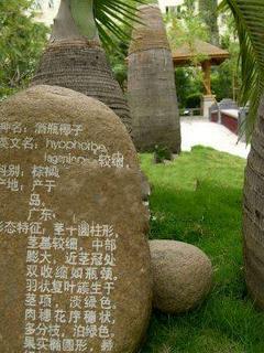 阳光海岸